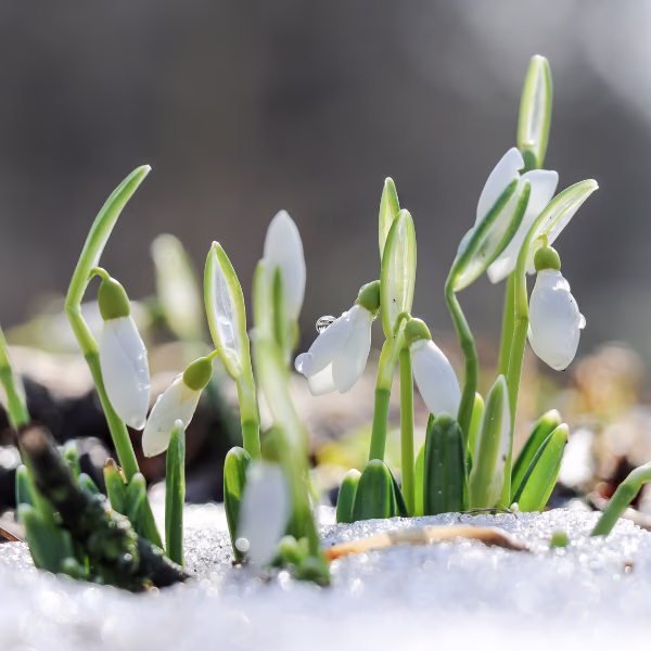 Winterblumen: Was blüht in der kalten Jahreszeit?