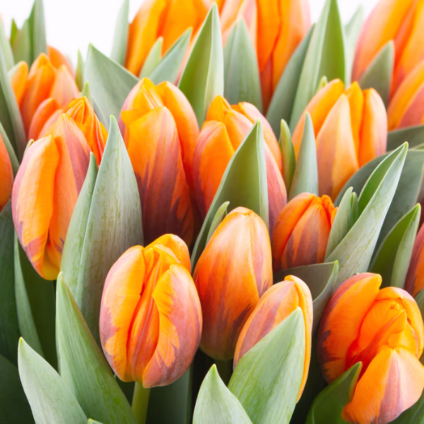 Orange Blumensträuße