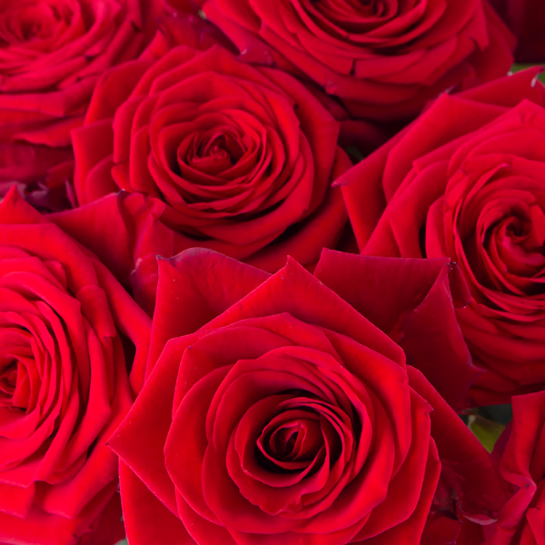 Rosen Blumenstrauß