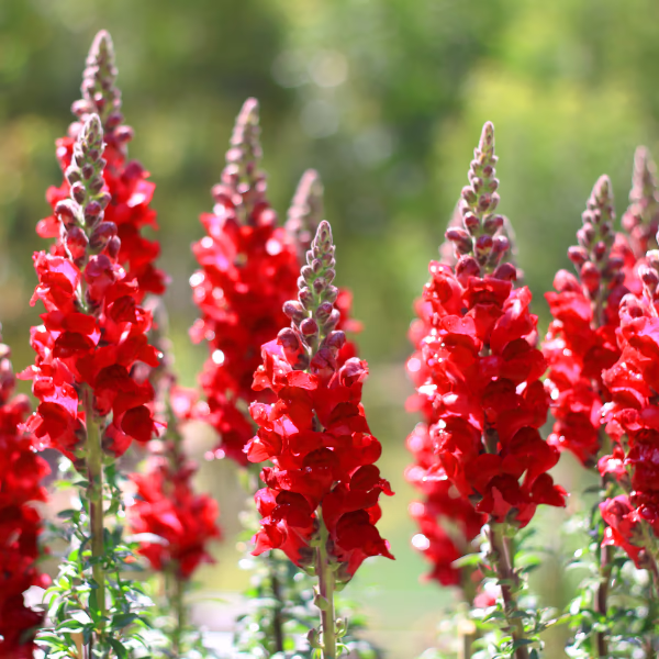 Löwenmäulchen Blumenstrauß