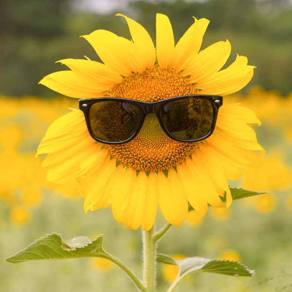 Blumenversand im Sommer