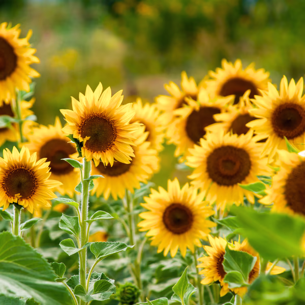 Sommer