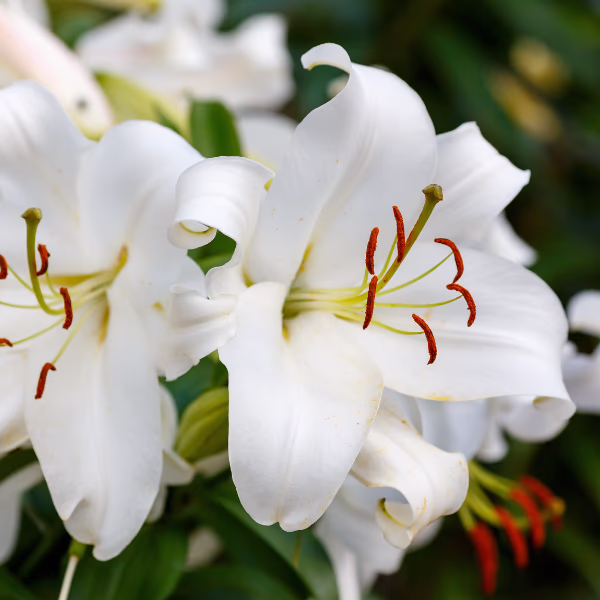 Lilien Blumenstrauß