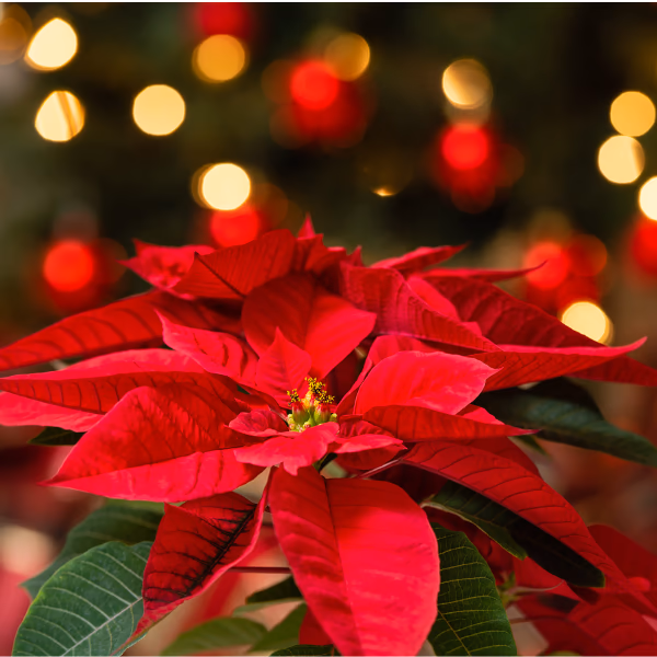 Blumen als Geschenk zu Weihnachten