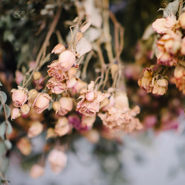 Blumen trocknen: Tipps & Anleitungen