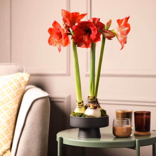 Amaryllis: Herkunft, Bedeutung & Tipps für lange Frische