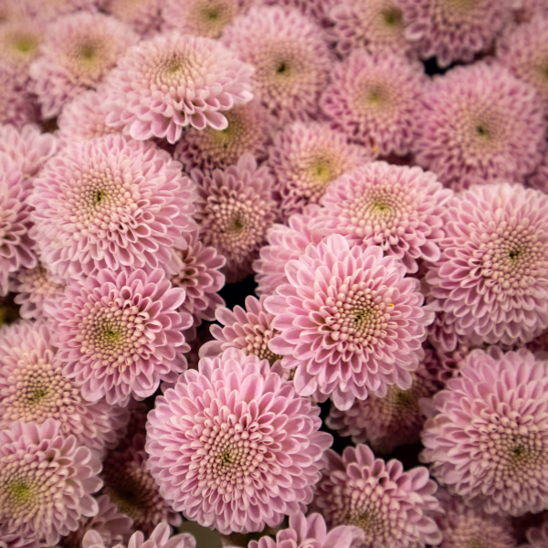 Dahlien Blumenstrauß
