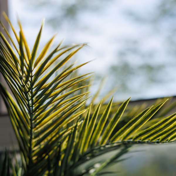 Welche Palme habe ich? So erkennst du deine Zimmerpflanze