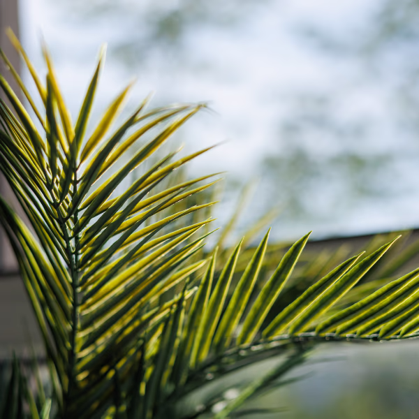Welche Palme habe ich? So erkennst du deine Zimmerpflanze