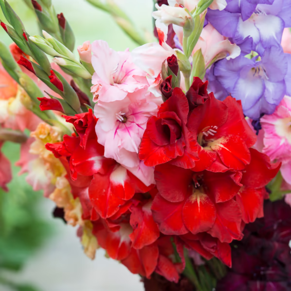 Gladiolen Blumenstrauß