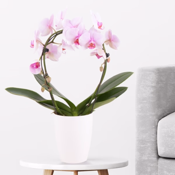 Orchidee