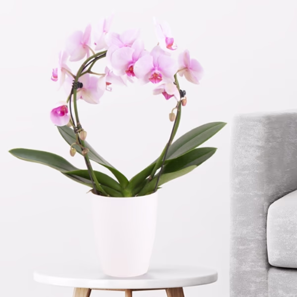 Orchidee