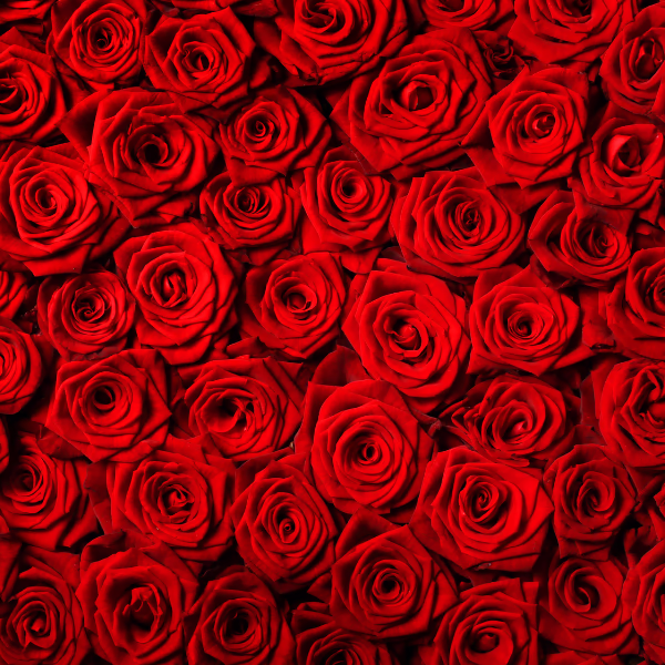Am 12. Juni ist Tag der roten Rose 