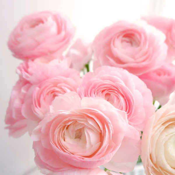 Ranunkeln Blumenstrauß