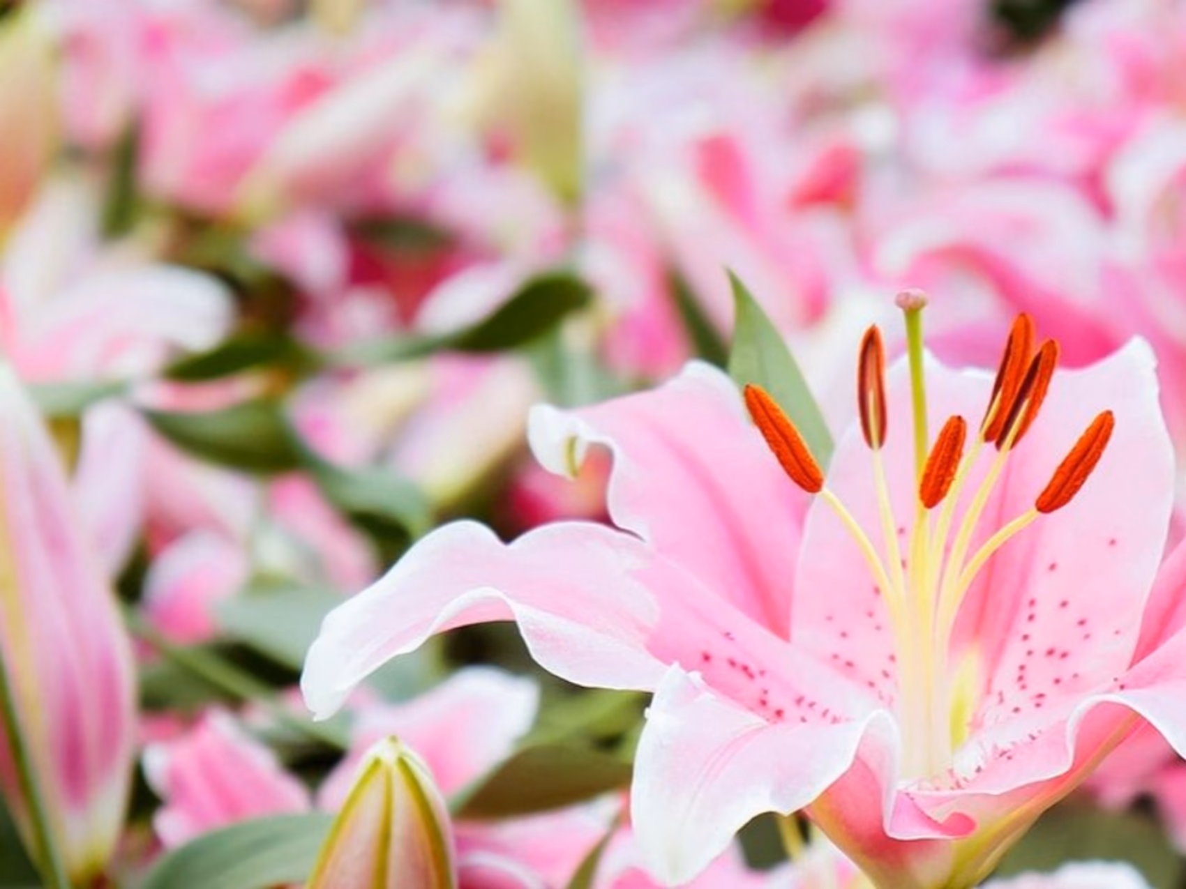 Blumenlieferung in Lüttich