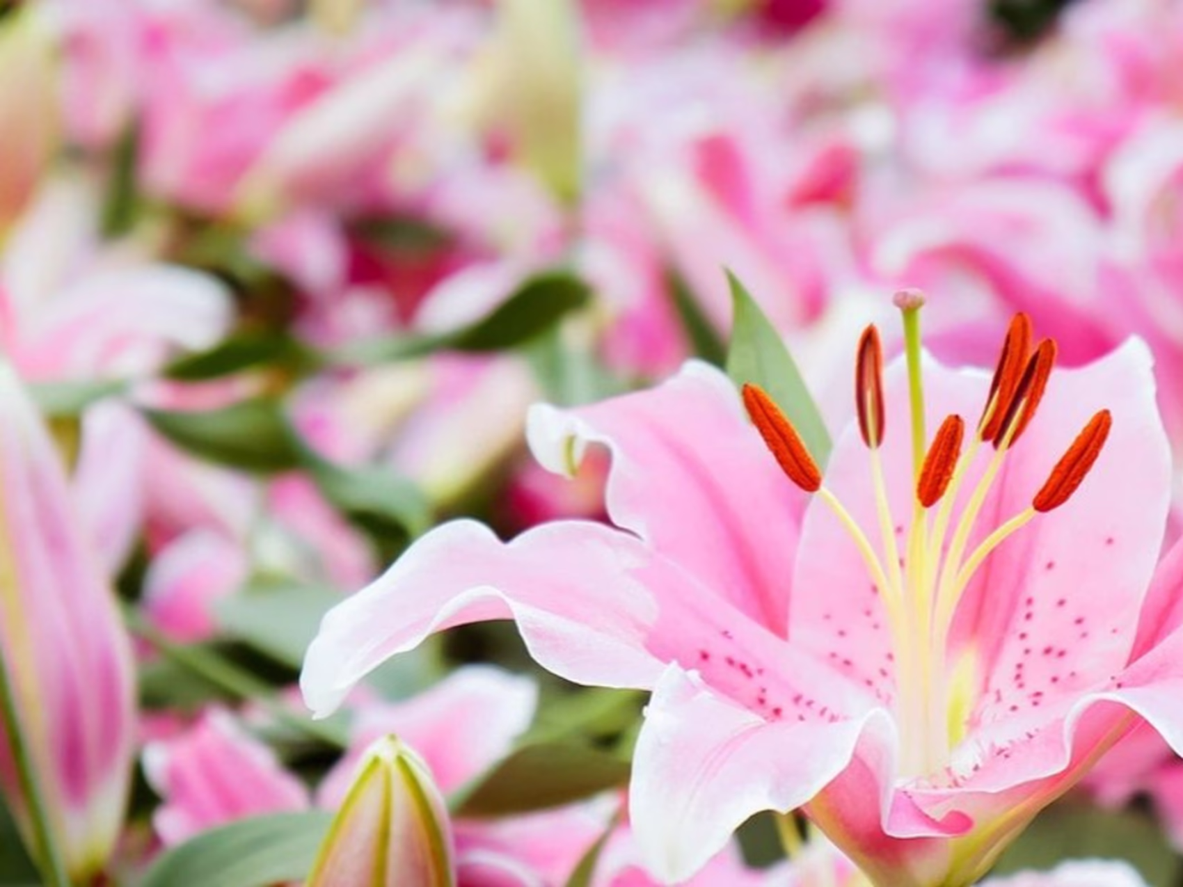 Blumenlieferung in Namur