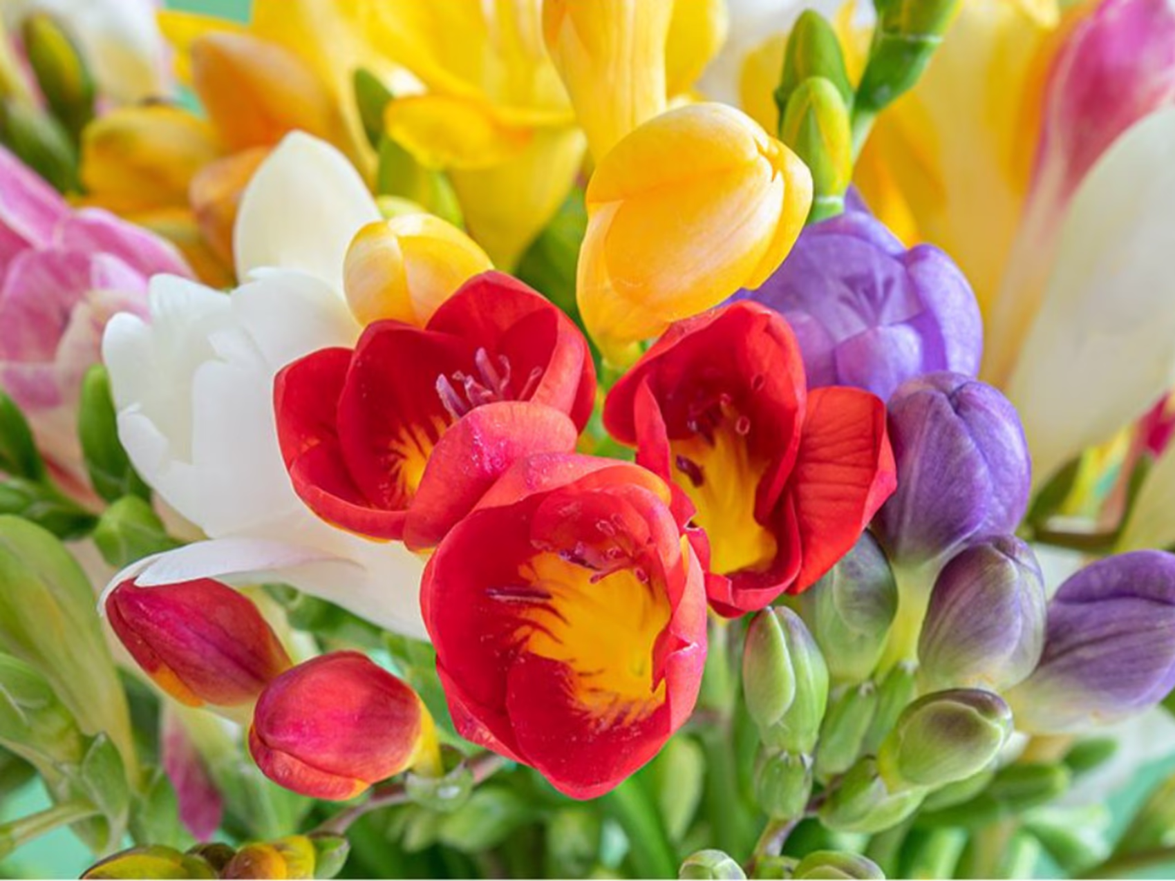 Blumenlieferung in Groningen