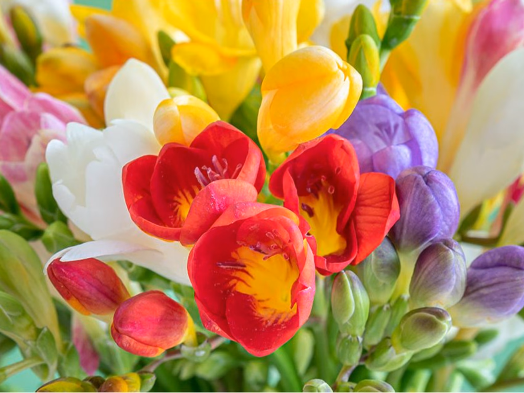 Blumenlieferung in Maastricht
