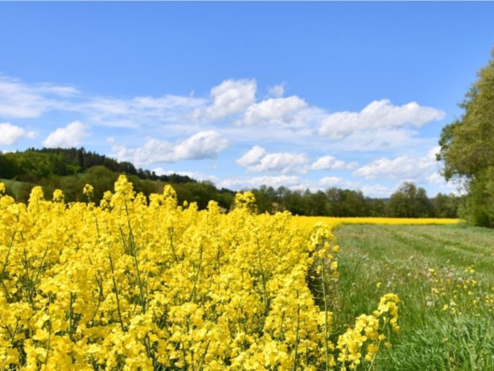 Flower delivery in Nahe