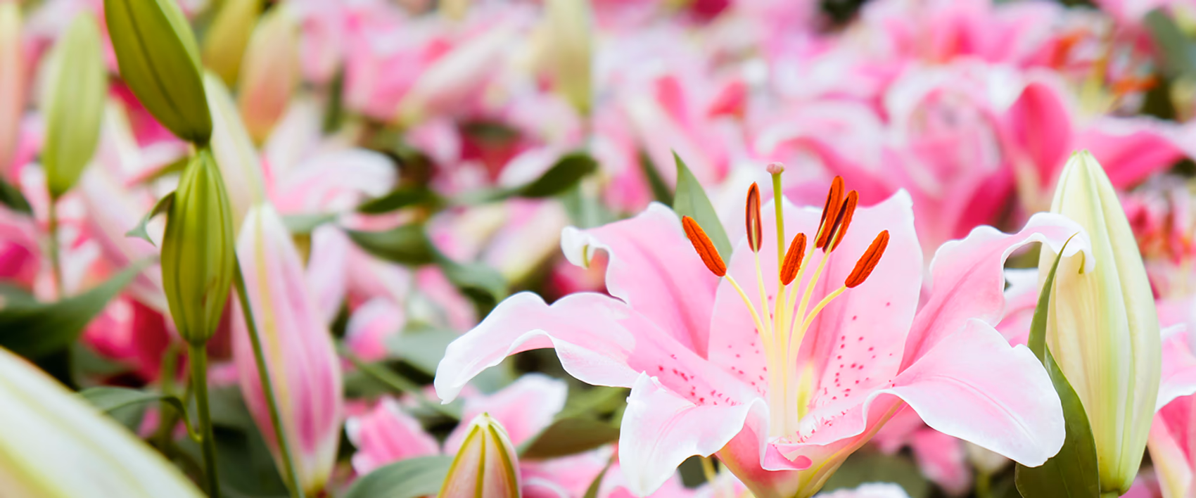 Blumenlieferung in Mülheim